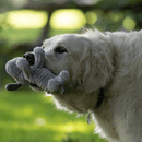 Close up of golden retriever dog with grey dog dog toy made from soft cord effect fleece material in it's mouth with grass in the back ground. 