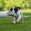 Black and white spaniel puppy with grey dog dog toy made from soft cord effect fleece material with black eye stitch detail in it's mouth running on grass. 