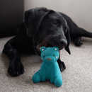Black Labrador puppy lying with blue latex teddy bear dog toy in it's mouth while on carpet.