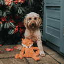 Cream coloured mixed breed dog with orange fox shaped dog toy with long arms and legs, white chin and stitched detail eyes, brown nose. Pictured outside on a patio, next to a shed with bushes in the background. 