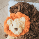 Brown spaniel type puppy cuddling with pale yellow lion shaped dog toy with long arms and legs, an orange mane and stitched detail eyes, brown nose. Lying on a white fleece bed on a laminate floor. 