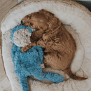 Brown spaniel type puppy cuddling with blue monkey shaped dog toy with long arms and legs, pale brown face and ears and stitched detail eyes. Pictured in a round cream fleecy dog bed. 