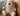 Oh So Precious Comfort Dog Teddy