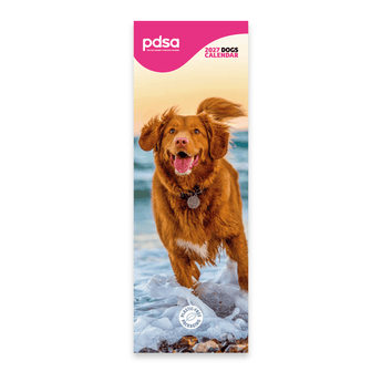 A vertical January wall calendar page featuring a photo of a collie dog running through snow at the top, with lined date boxes for the days of the week and a small 'pdsa' logo at the bottom right.