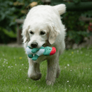 A golden retriever with a green, white and red dinosaur plush toy in it's mouth on grass. 