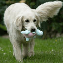 A golden retriever with a mint green, white and pink dinosaur plush toy in it's mouth on grass. 