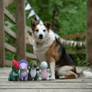 A tri-coloured dog sat on a deck with four assorted dinosaur plush toys in various colours and designs.