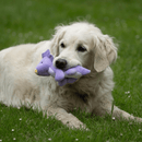 A golden retriever with a purple, white and yellow dinosaur plush toy in it's mouth on grass. 