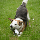 A tri-coloured dog with a green and white dinosaur plush toy in it's mouth on grass. 