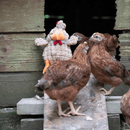 Brown Chicken dog toy with orange beak and feet, red comb and wattle sat with three real brown hens outside of a coop.   
