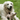 Golden retriever dog with sausage dog style dog toy with a long body made from cord effect fabric with floppy ears and a round black fleece nose lying on grass. 