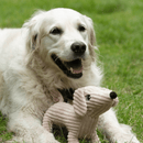 Golden retriever dog with sausage dog style dog toy with a long body made from cord effect fabric with floppy ears and a round black fleece nose lying on grass. 
