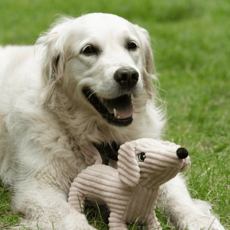 Golden retriever dog with sausage dog style dog toy with a long body made from cord effect fabric with floppy ears and a round black fleece nose lying on grass. 