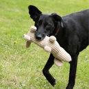 Black lurcher type dog with sausage dog style dog toy with a long body made from cord effect fabric with floppy ears and a round black fleece nose in it's mouth, stood on grass. 