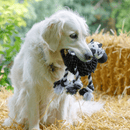 Golden retriever with black and white cow dog toy with twisted rope for legs and a micro fibre black body in it's mouth sat on a bale of straw. 