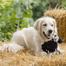 Golden retriever with black and white cow dog toy with twisted rope for legs and a micro fibre black body in front sat on a bale of straw. 