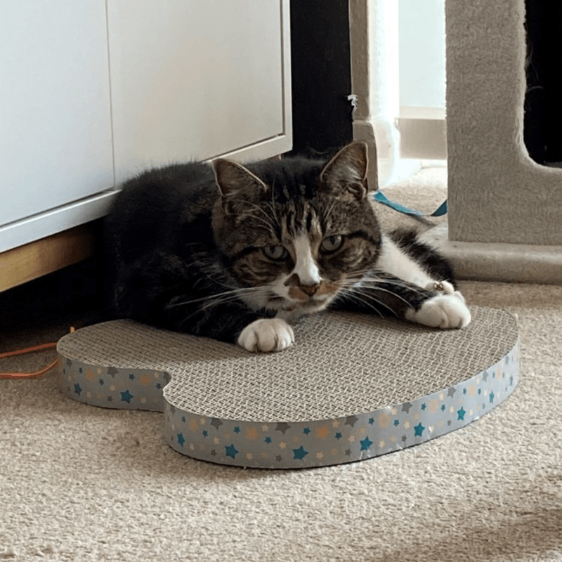 Adult brown tabby and white cat lying on heart shaped corrugated cardboard scratcher with multicoloured star details around the outside, on carpet with a white cabinet in the background. 