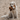 Golden retriever with a Petface George giraffe dog toy in it's mouth, while sat on a sandy beach.