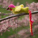 Green, pink and yellow Hummingbird cat toy with a three curls of ribbon as tail in a tree with pink blossoms. 