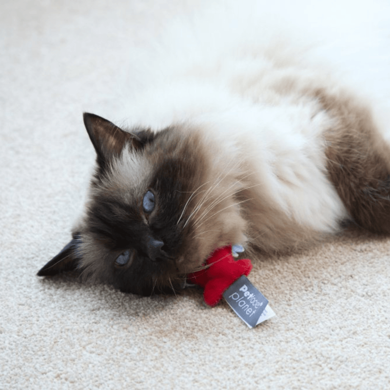 Siamese cat with long haired cream and brown fur lying on yellow and red Piranha cat toy with grey label attached with text 'Petface Planet' on carpet. 
