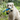 Dog holding parrot in mouth in woods