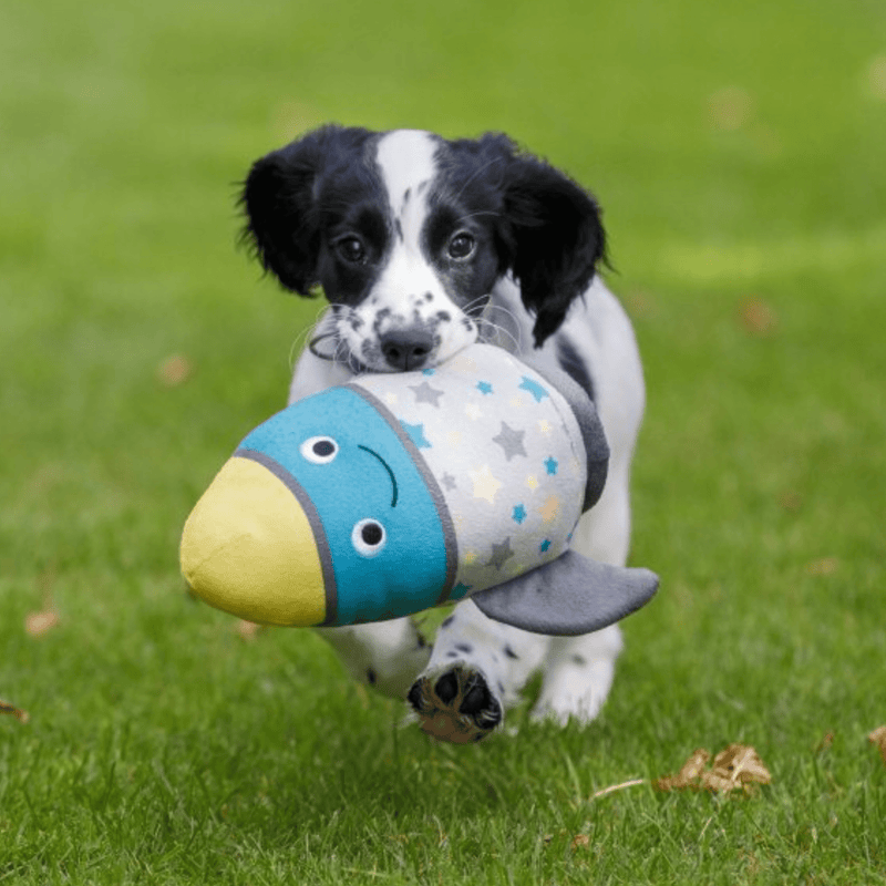 Black and White spaniel puppy with rocket dog toy with yellow top, blue middle, grey wings and bottom with multicoloured stars in it's mouth. Running forward on grass. 