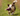 Tri-coloured mixed breed dog carrying a purple Petface Rubber Rugby Ball Dog Toy with rope in it's mouth.