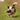 Tri-coloured mixed breed dog carrying a purple Petface Rubber Rugby Ball Dog Toy with rope in it's mouth.