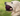 Golden Retriever dog with a purple Petface Rubber Treat Ball Dog Toy in it's mouth, with a grass background. 