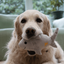 Golden retriever with grey shark plush toy in it's mouth in a living room with a green sofa. 
