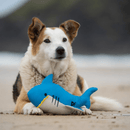 Tricoloured mix breed dog with bright blue plush shark dog toy with a white belly and yellow felt teeth in front on a beach.