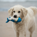 Golden Retriever with bright blue plush shark dog toy with a white belly and yellow felt teeth in it's mouth on a beach. 