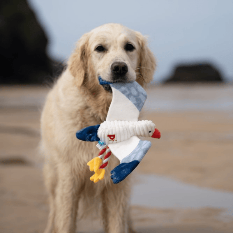 Golden Retriever dog with seagull dog toy with a white body, grey and blue wings and tail and orange beak in it's mouth on a beach. 
