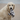 Close up of golden retriever with a black and white seal plush dog toy in it's mouth on a beach.
