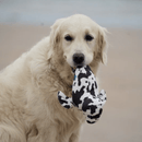 Close up of golden retriever with a black and white seal plush dog toy in it's mouth on a beach.