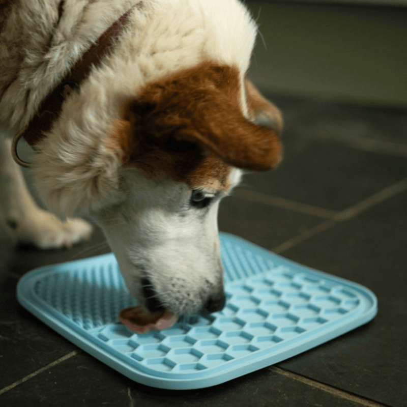 Tri-coloured mix breed dog licking blue silicone lick mat with two different textures, one with hexagon shapes, the other with small close together ridges pictured on a tiled floor. 