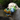 Golden Retriever outside with green frog plush dog toy with a blue underside, yellow feet and red eyes in it's mouth. 