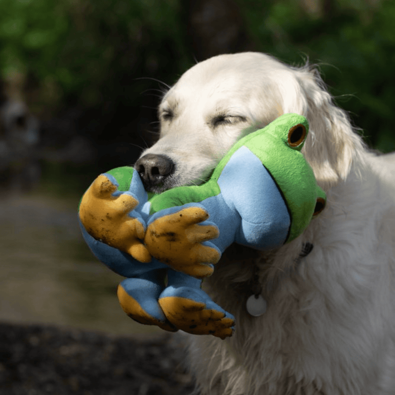 Golden Retriever outside with green frog plush dog toy with a blue underside, yellow feet and red eyes in it's mouth. 