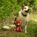 Tricoloured mixed breed dog sat with a brown teddy bear dog toy with cream muzzle, belly and paws outside in woodland.