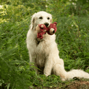 Golden retriever dog sat with a brown teddy bear dog toy with cream muzzle, belly and paws in it's mouth outside in woodland.