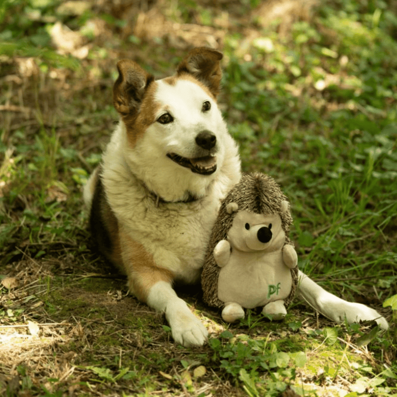 Tricoloured mixed breed dog sat with hedgehog dog toy with a cream belly, face, legs and ears and brown spikey effect soft fabric for spines between it's paws. Pictured outside in woodland. 