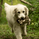 Golden retriever dog carrying hedgehog dog toy with a cream belly, face, legs and ears and brown spikey effect soft fabric for spines in it's mouth. Pictured outside in woodland. 