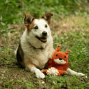 Tricoloured mixed breed dog with squirrel dog toy with orange fur and a white chin, tail made out of orange microfibre with a white tip on grass.