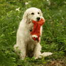 Golden retriever dog with squirrel dog toy with orange fur and a white chin, tail made out of orange microfibre with a white tip in it's mouth, sat in grass. 