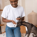 Photo of a lady wearing a white Petosan Microfibre finger cloth Oral Cleaner for pets, cleaning a grey and white whippet's teeth with the cloth. 