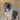 A wet Springer Spaniel Dog wearing a turquoise 'Red Dingo' dog collar with bees on it, in water. 