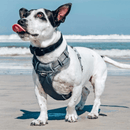 A small dog wearing a Red Dingo Padded Cool Grey Dog Harness on a sunny beach near the ocean