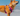 Sheba Inu dog wearing a pink and grey 'Red Dingo' padded harness, pictured on a beach.