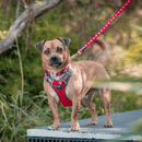 A small dog wearing the Red Dingo Padded Red Dog Harness in a wooded environment