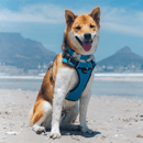 A medium sized dog wearing a Red Dingo Padded Turquoise Dog Harness on a sunny beach near the ocean